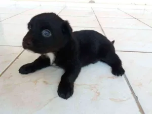 Cachorro raça Vira Lata idade Abaixo de 2 meses nome Sem nome