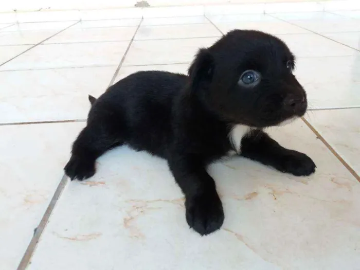 Cachorro ra a Vira Lata idade Abaixo de 2 meses nome Sem nome