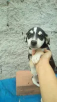 pitanga