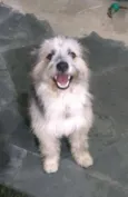 Tobias