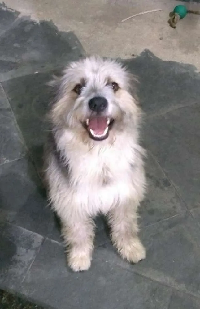 Cachorro ra a Indefinido idade 1 ano nome Tobias