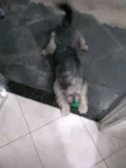 Tobias