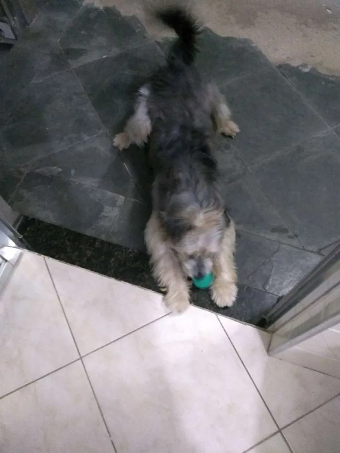 Cachorro ra a Indefinido idade 1 ano nome Tobias
