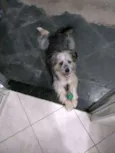 Tobias