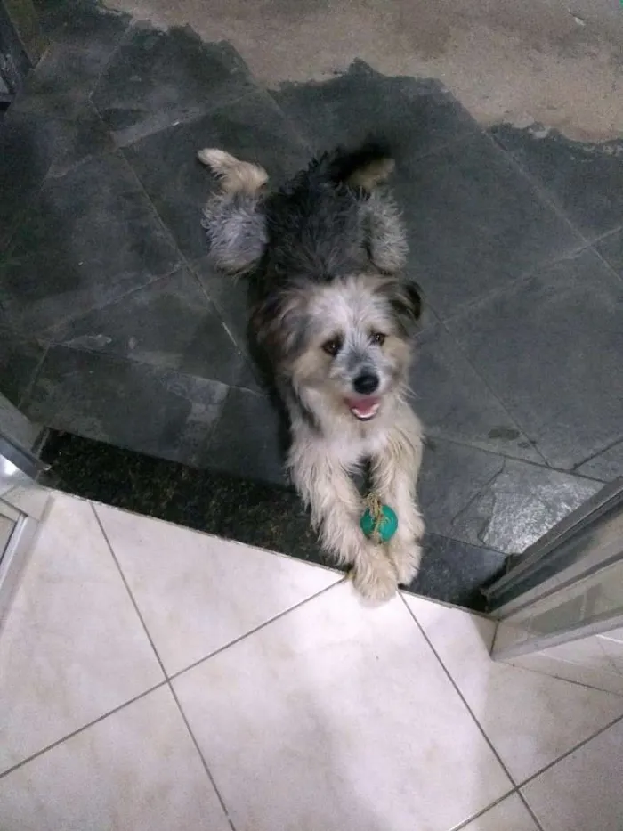 Cachorro ra a Indefinido idade 1 ano nome Tobias