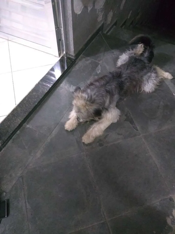 Cachorro ra a Indefinido idade 1 ano nome Tobias