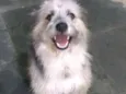 Tobias