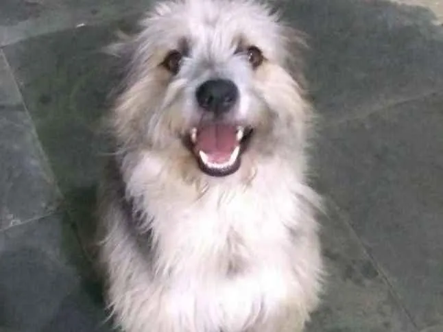 Cachorro ra a Indefinido idade 1 ano nome Tobias