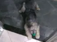 Tobias