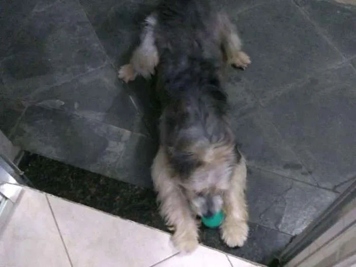 Cachorro ra a Indefinido idade 1 ano nome Tobias