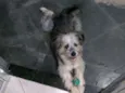 Tobias