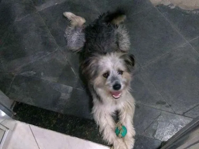Cachorro ra a Indefinido idade 1 ano nome Tobias