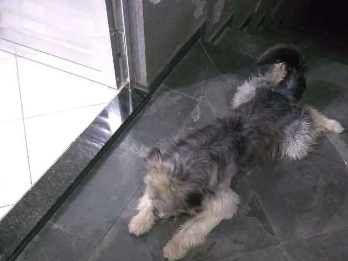 Cachorro ra a Indefinido idade 1 ano nome Tobias