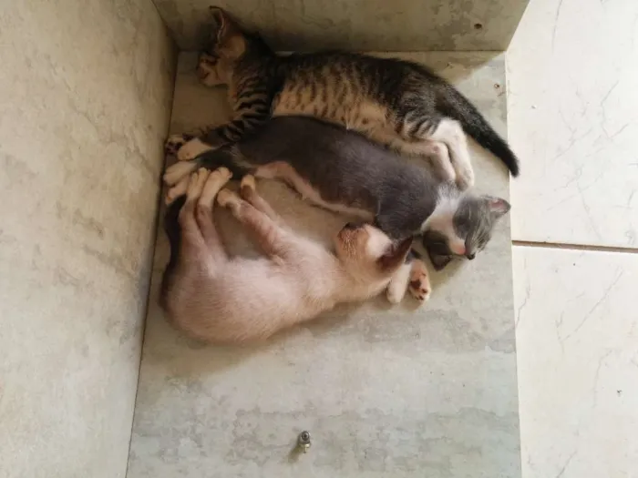 Gato raça SRD idade Abaixo de 2 meses nome Sem nome