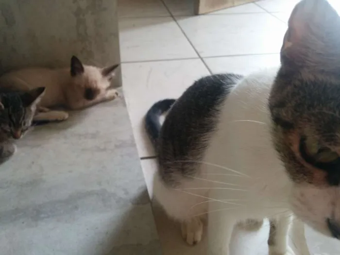 Gato raça SRD idade Abaixo de 2 meses nome Sem nome