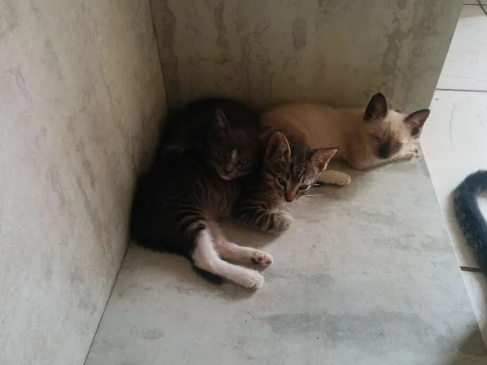 Gato raça SRD idade Abaixo de 2 meses nome Sem nome