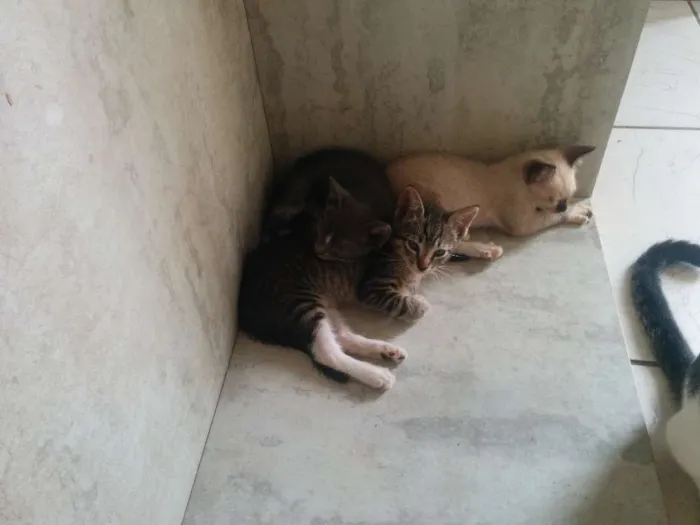 Gato raça SRD idade Abaixo de 2 meses nome Sem nome
