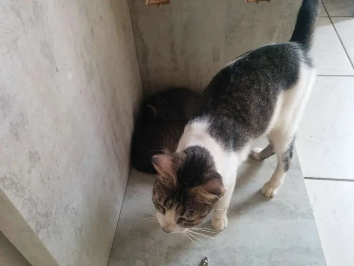 Gato raça SRD idade Abaixo de 2 meses nome Sem nome