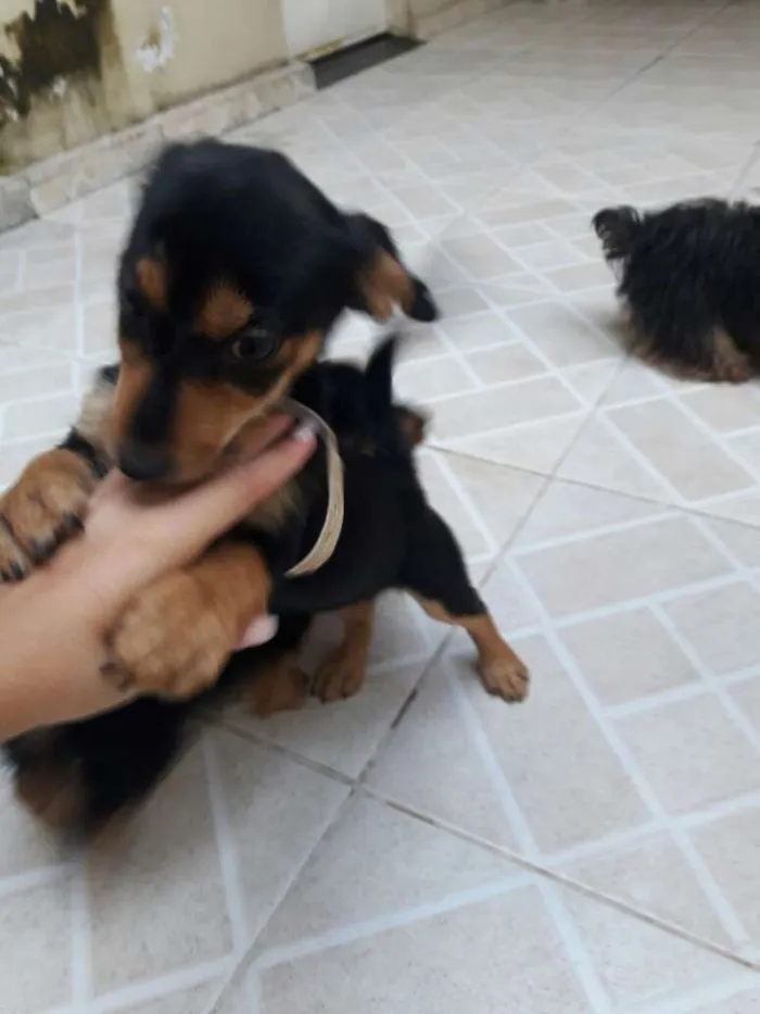 Cachorro raça Yorkshire com viralata  idade 2 a 6 meses nome Luna &Jack