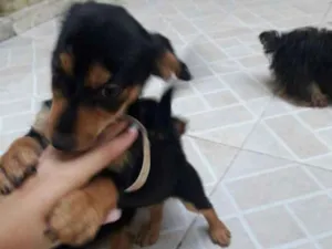 Cachorro raça Yorkshire com viralata  idade 2 a 6 meses nome Luna &Jack