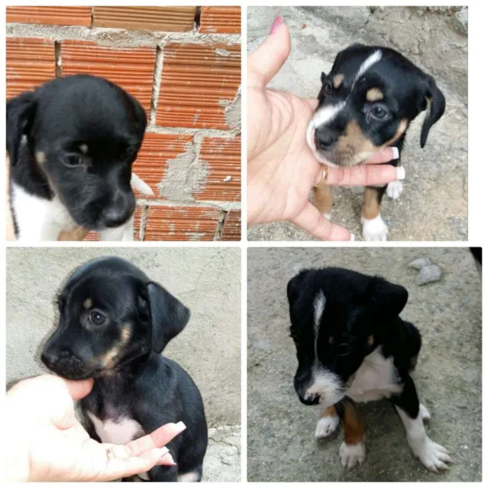 Cachorro ra a Sem raça  idade Abaixo de 2 meses nome Toto