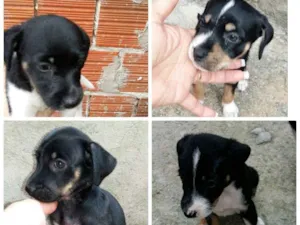 Cachorro raça Sem raça  idade Abaixo de 2 meses nome Toto