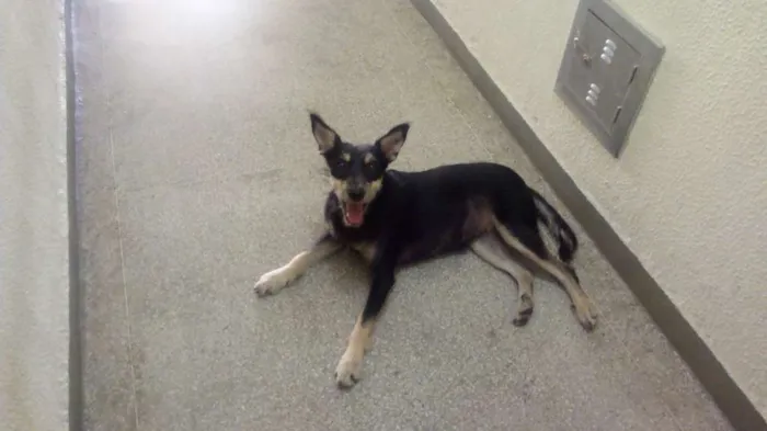 Cachorro ra a Comum idade 2 anos nome Fedora