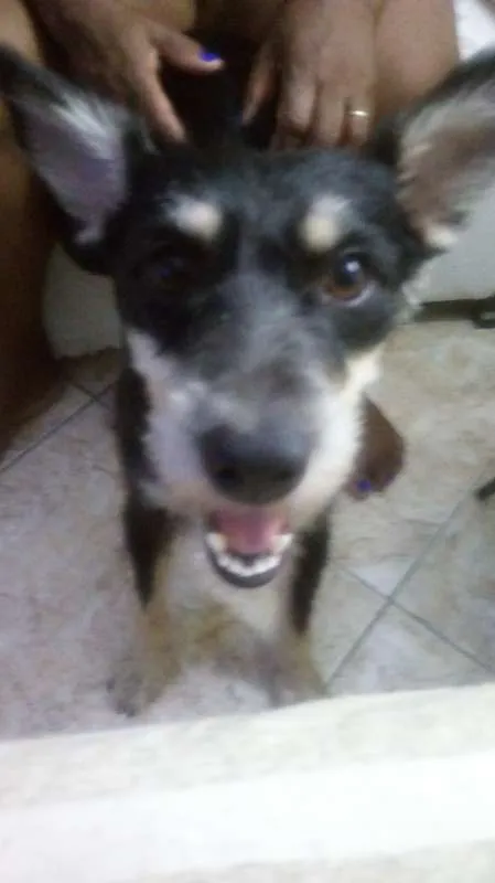 Cachorro ra a Comum idade 2 anos nome Fedora