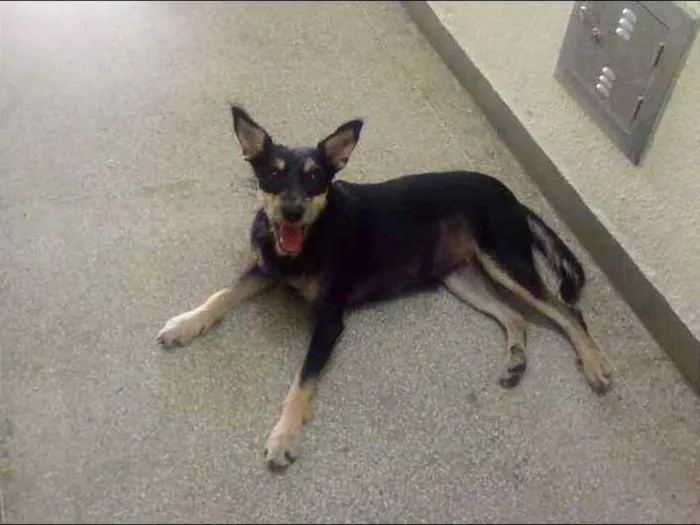 Cachorro ra a Comum idade 2 anos nome Fedora