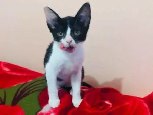Gato raça SRD idade 2 a 6 meses nome Nala