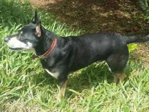 Cachorro raça SRD idade 6 ou mais anos nome TUFÃO GRATIFICA