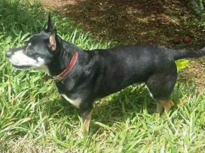 Cachorro raça SRD idade 6 ou mais anos nome TUFÃO GRATIFICA