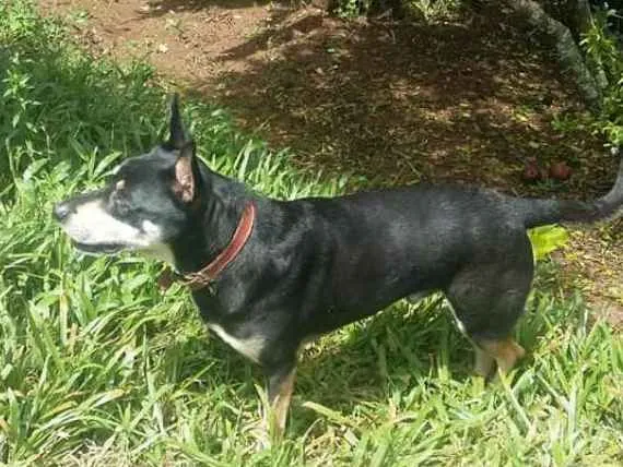 Cachorro ra a SRD idade 6 ou mais anos nome TUFÃO GRATIFICA