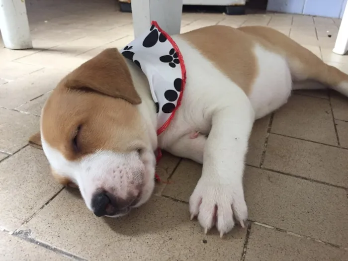 Cachorro ra a Vira-lata idade 2 a 6 meses nome ZK