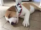 Cachorro raça Vira-lata idade 2 a 6 meses nome ZK