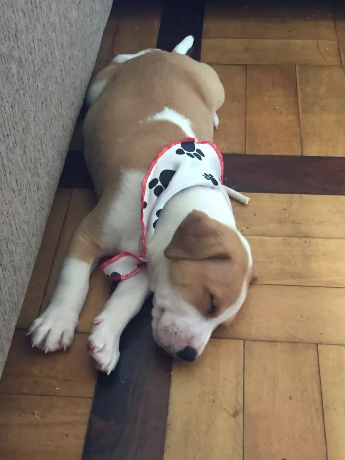 Cachorro ra a Vira-lata idade 2 a 6 meses nome ZK