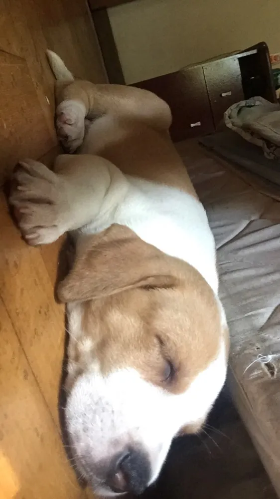 Cachorro ra a Vira-lata idade 2 a 6 meses nome ZK