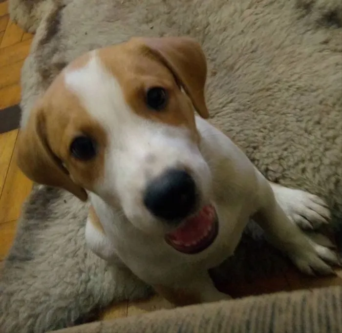 Cachorro ra a Vira-lata idade 2 a 6 meses nome ZK