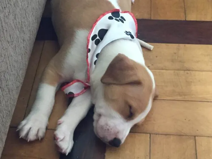 Cachorro ra a Vira-lata idade 2 a 6 meses nome ZK