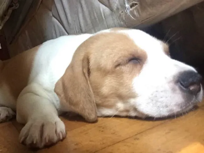Cachorro ra a Vira-lata idade 2 a 6 meses nome ZK