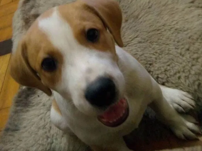 Cachorro ra a Vira-lata idade 2 a 6 meses nome ZK