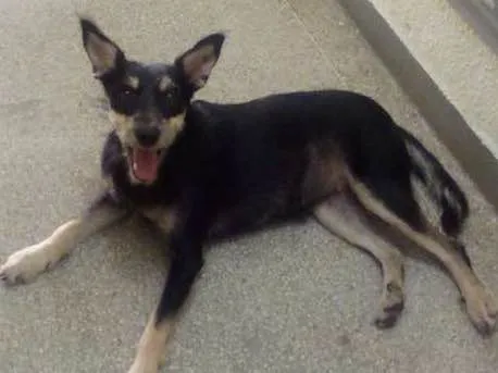 Cachorro ra a Comum idade 2 anos nome Fedora