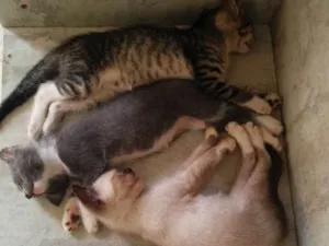 Gato raça SRD idade Abaixo de 2 meses nome Sem nome