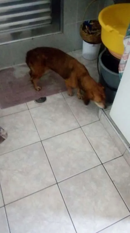 Cachorro ra a Srd e basset idade 6 ou mais anos nome Maia