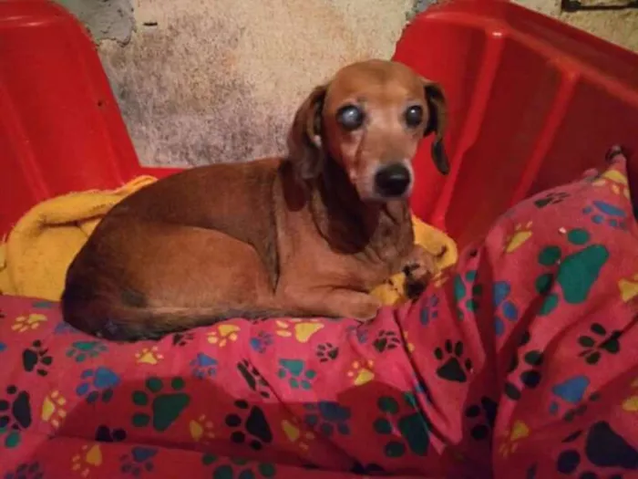 Cachorro ra a Srd e basset idade 6 ou mais anos nome Maia