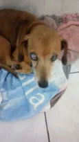 Maia