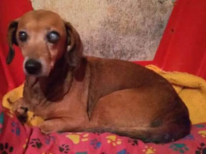 Cachorro ra a Srd e basset idade 6 ou mais anos nome Maia