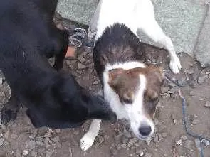 Cachorro ra a Vira-latas idade 6 ou mais anos nome Preta