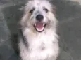 Tobias