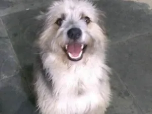 Cachorro raça Indefinido idade 1 ano nome Tobias